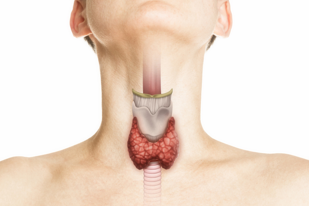 Anatomia humana. Glândula tireóide no corpo humano.