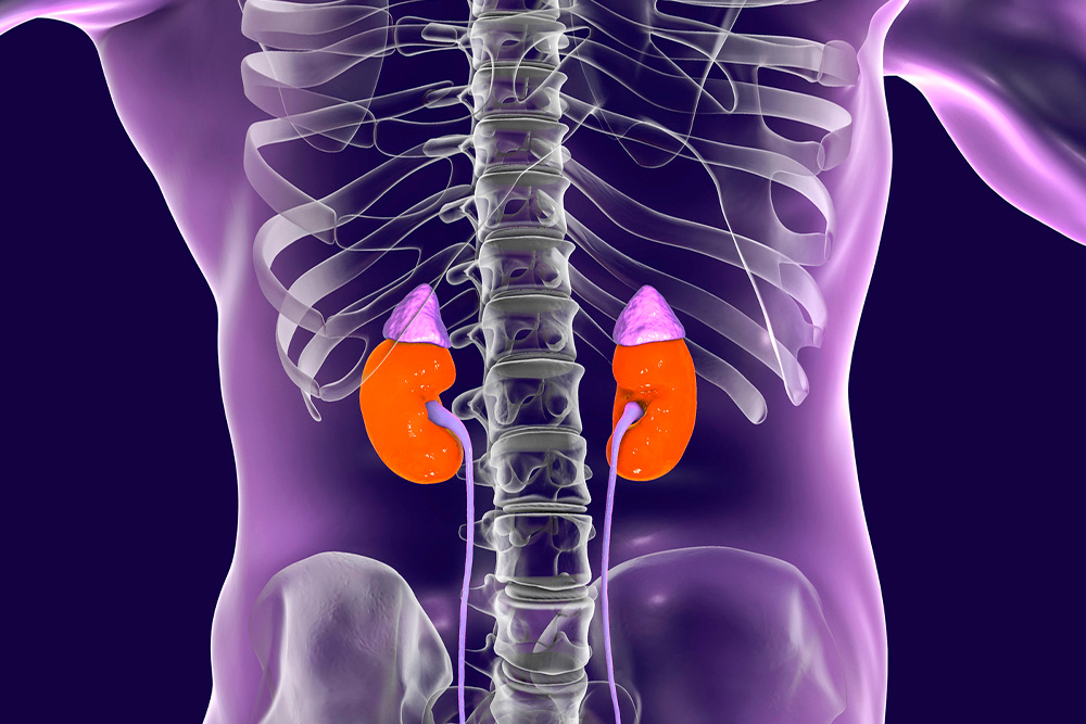 Ilustração do corpo humano destacando os rins e as glândulas adrenais, com foco na localização e anatomia desses órgãos.
