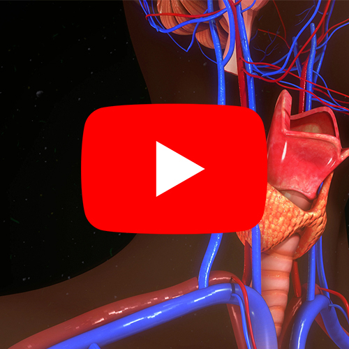 Ilustração anatômica do pescoço mostrando a glândula tireoide e vasos sanguíneos, destacando a região cervical.