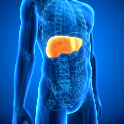 Ilustração anatômica do corpo humano em transparência, com o fígado destacado em tons de amarelo e laranja na região superior do abdômen.